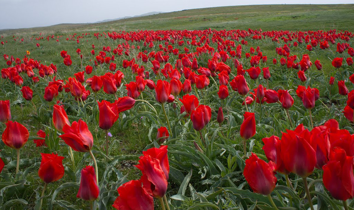 тюльпаны в степи - vladimir polovnikov