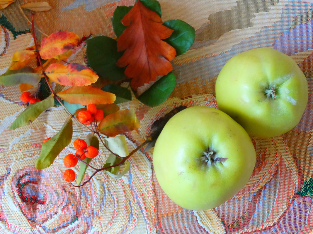 Осенние яблоки... - Тамара (st.tamara)