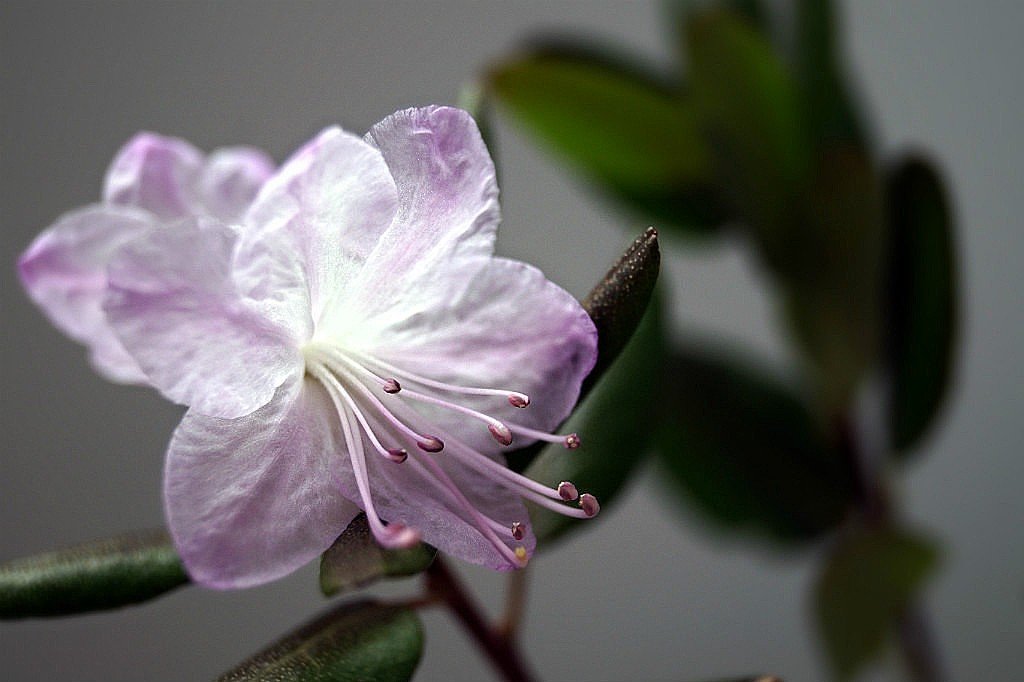 Цветет маральник - Lida 