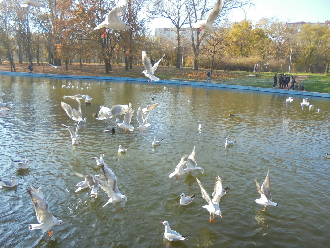 Гвалт - Александр Скамо