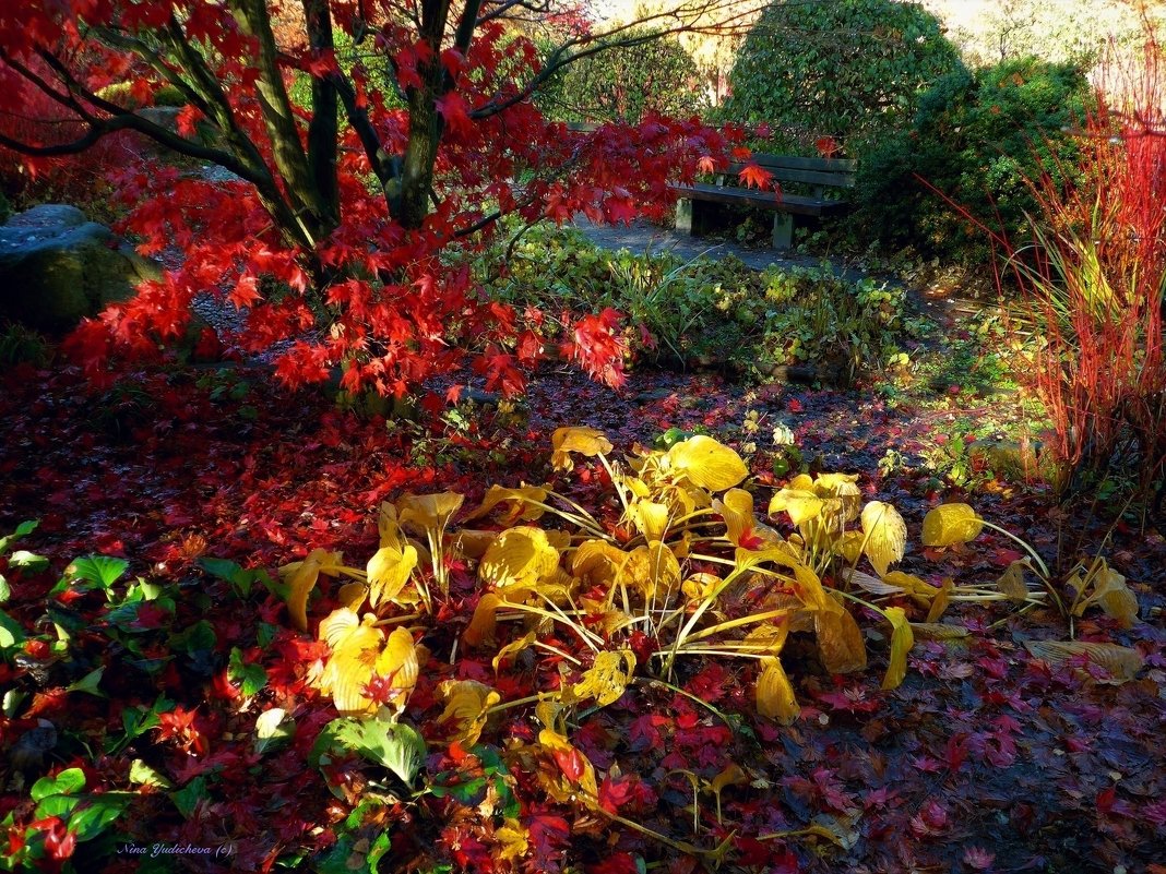 Planten un Blomen. Hamburg - Nina Yudicheva