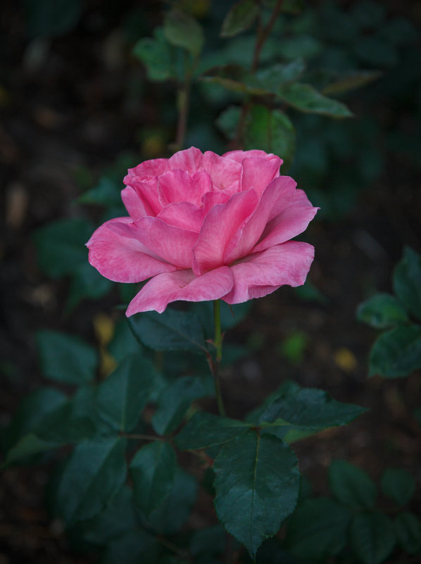 «…О, как же розы восхищают, Их аромат - сердца ласкает,…» - Андрей Нибылица