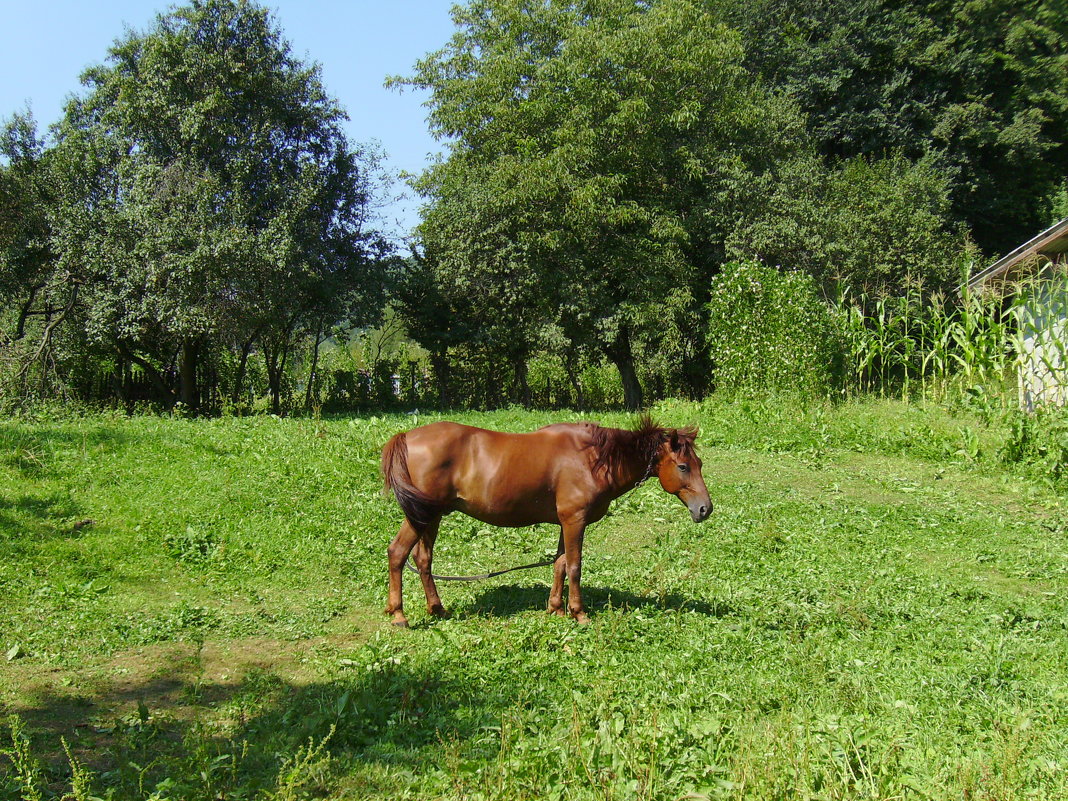 Пасущаяся   лошадь   в   Гошиве - Андрей  Васильевич Коляскин