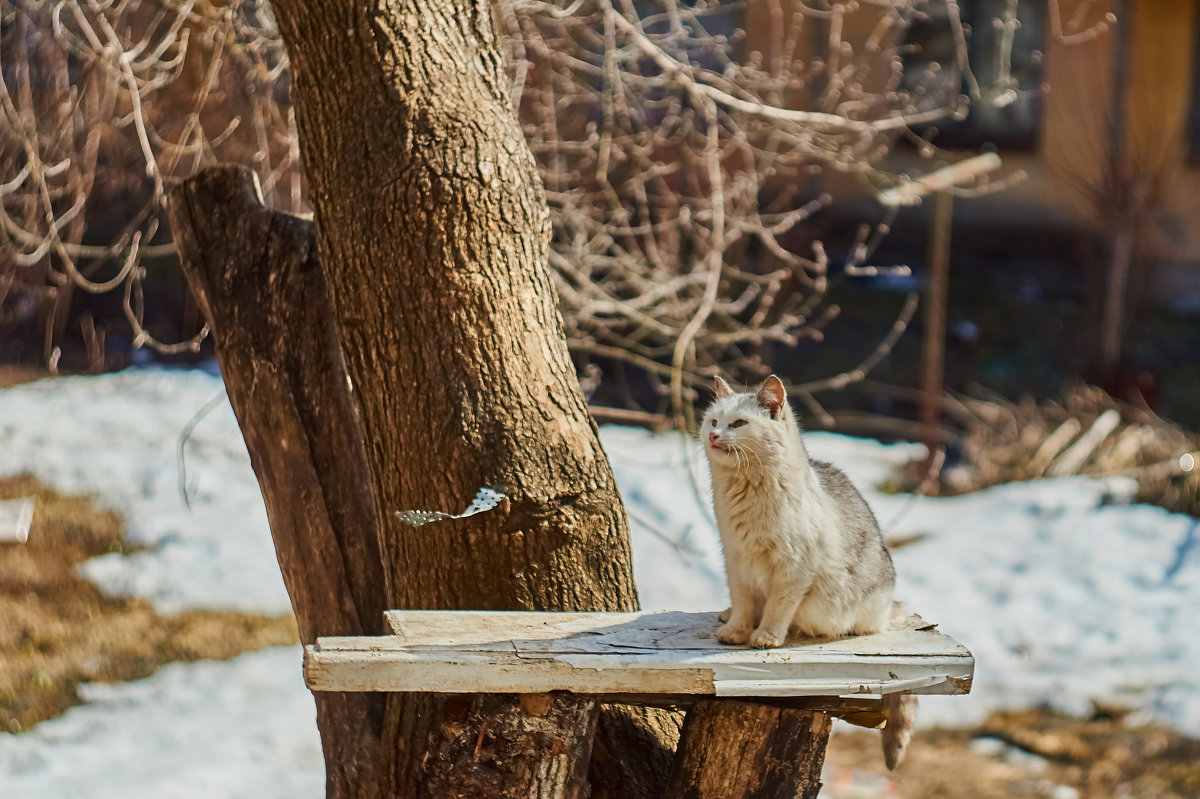 Котэ - Владислав Левашов