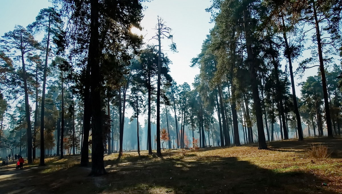 Утро в сосновом лесу - Владимир Бровко