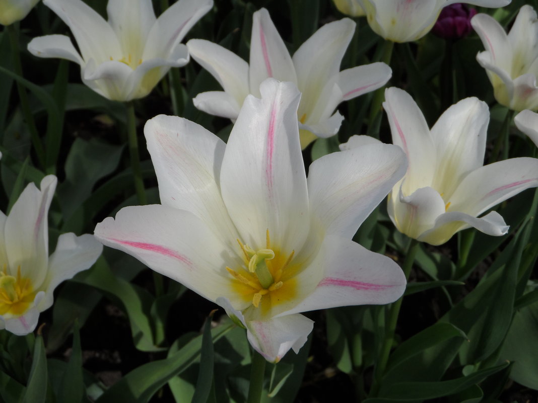 Белые тюльпаны - Наталия 