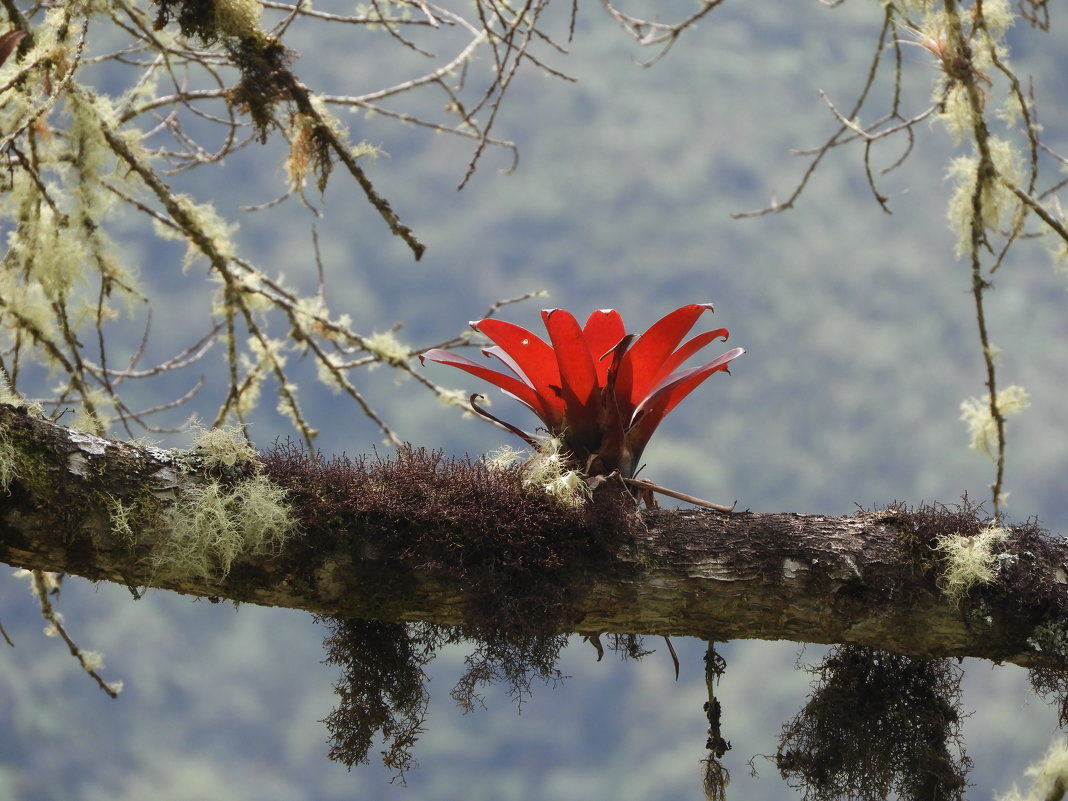 Аленький цветочек (Бромелия) - чудинова ольга 