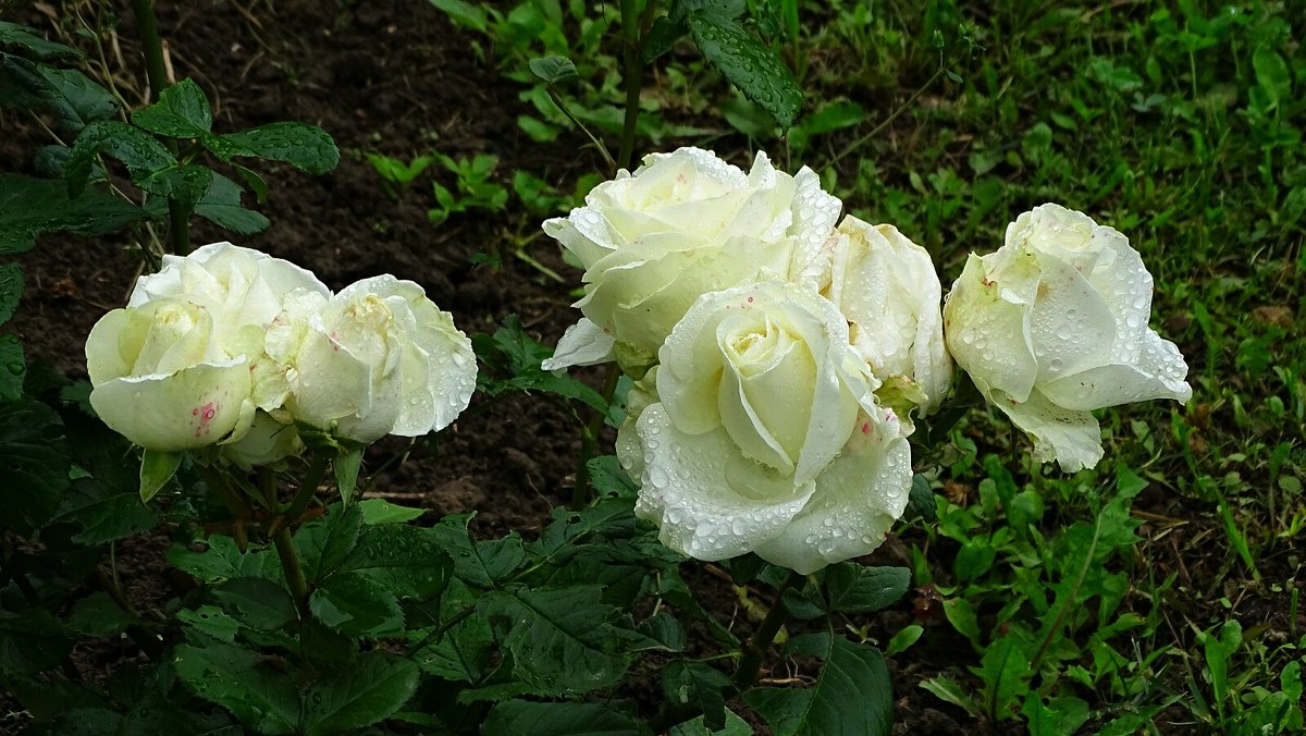 О белых розах - Милешкин Владимир Алексеевич 