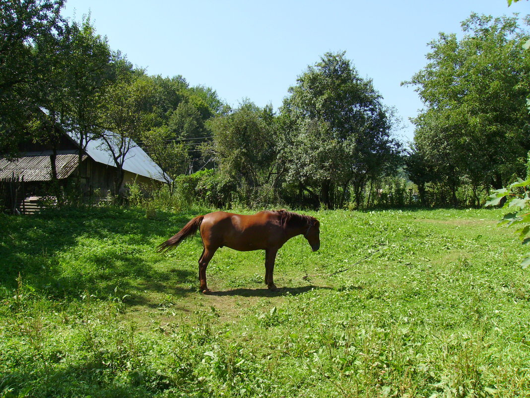 Пасущаяся   лошадь   в   Гошиве - Андрей  Васильевич Коляскин