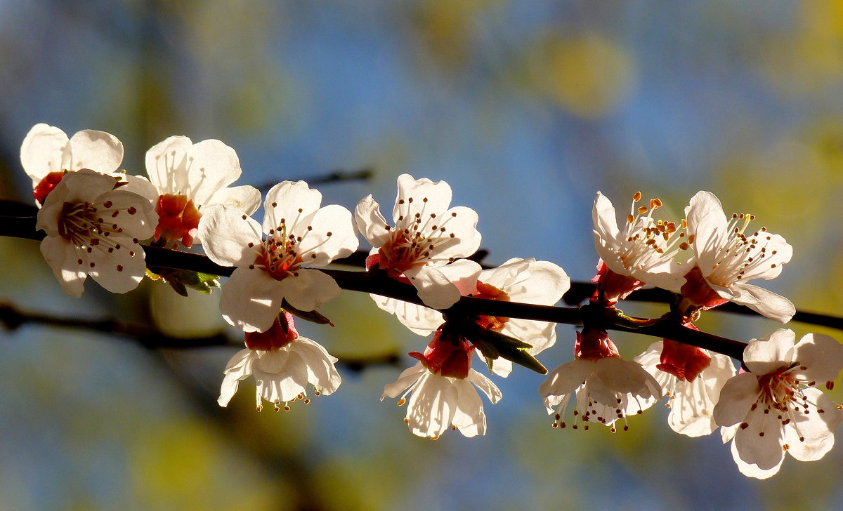 белые цветы весны - Александр Прокудин