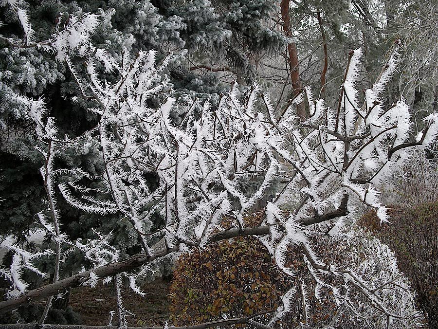 морозная ажурность замерзших ветвей - Alexander Varykhanov