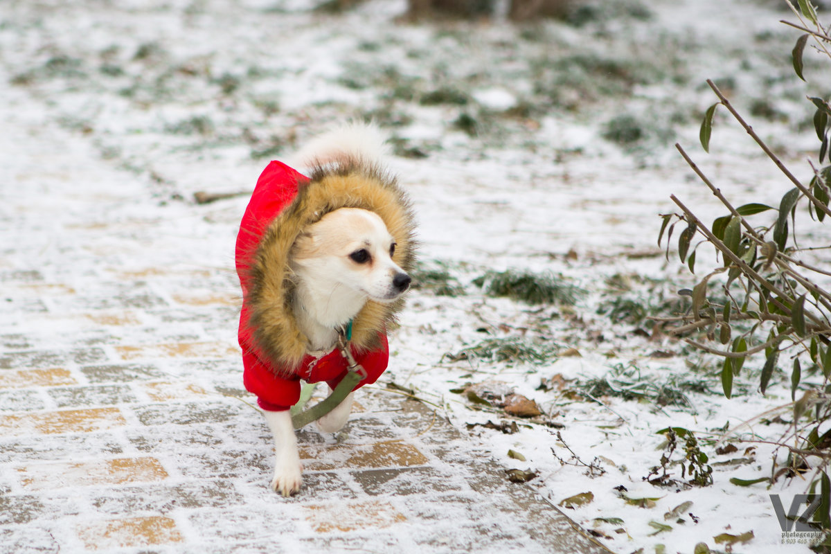 Собака на прогулке зимой - Valentina Zaytseva