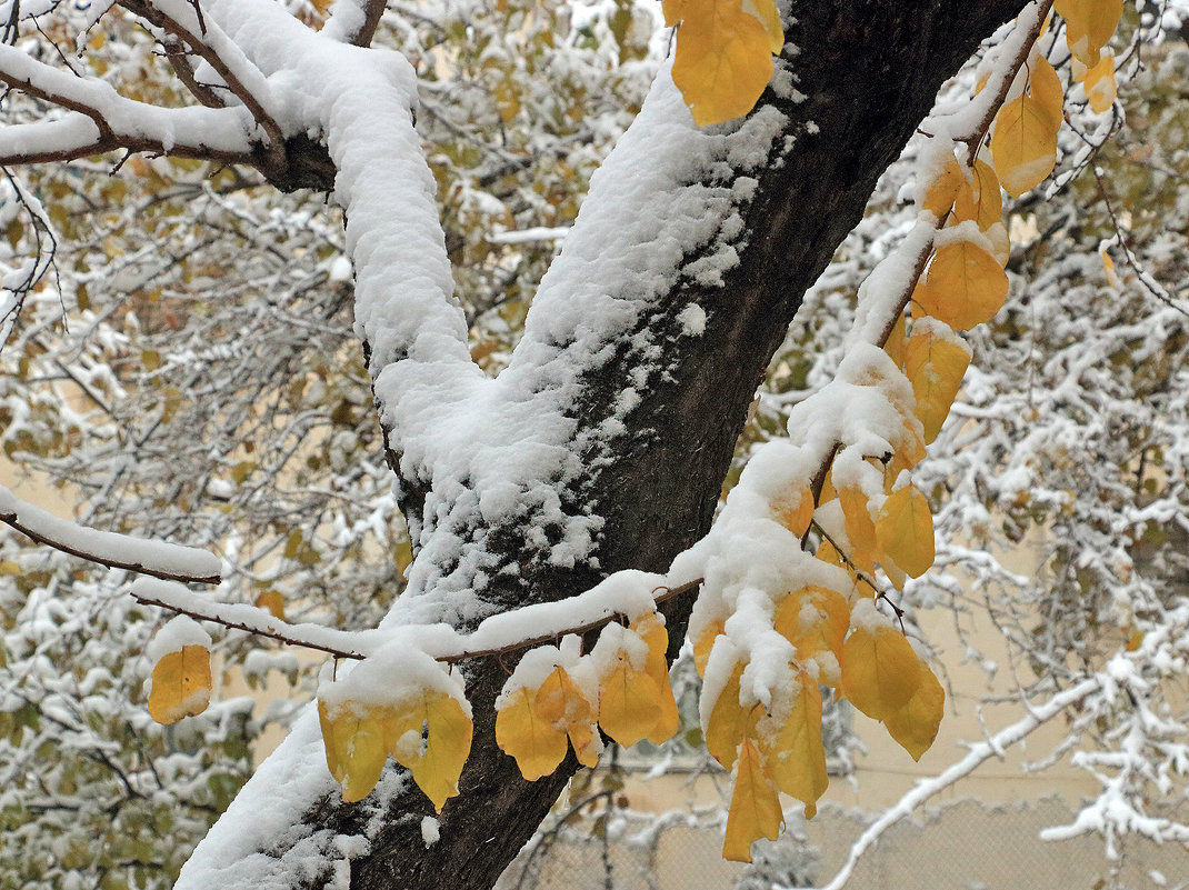 2 декабря - первый снег в Ташкенте - Светлана 