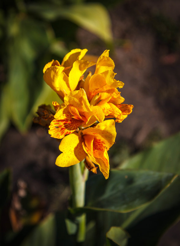 «… Я обожаю желтые цветы! Не справедлива к ним молва людская….» - Андрей Нибылица