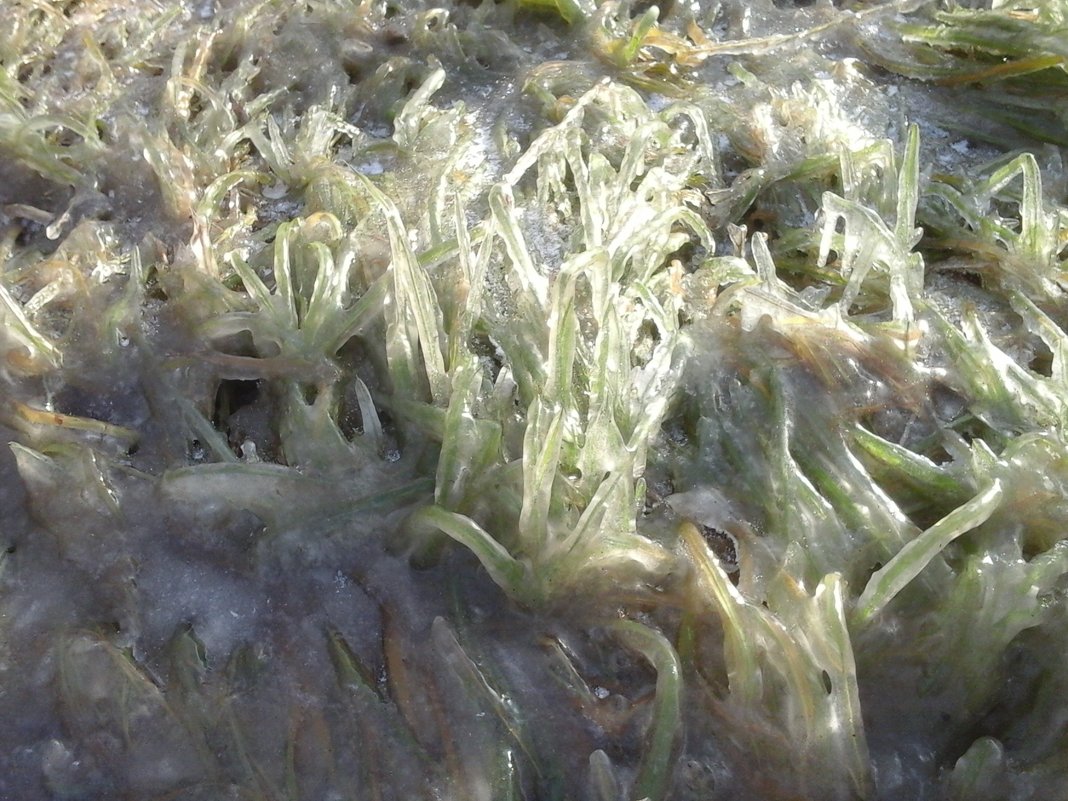 Трава в ледяном панцире - demyanikita 