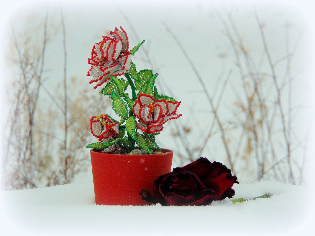 Розы,что не вянут на морозе. - nadyasilyuk Вознюк