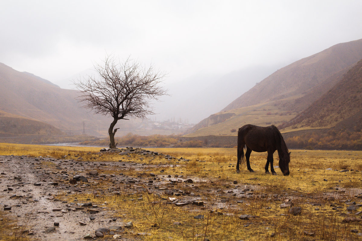 Одинокая лошадь - Анзор Агамирзоев