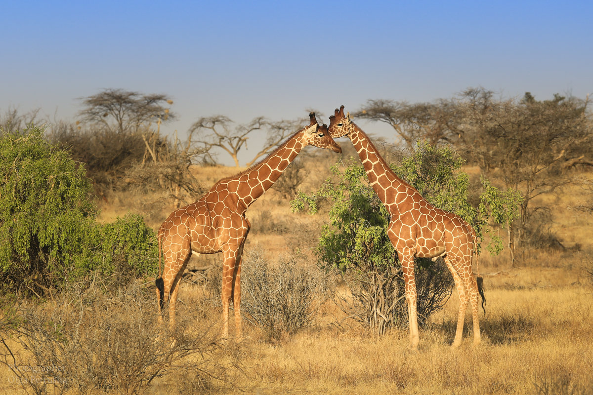Два жирафа в саванне - Ольга Петруша