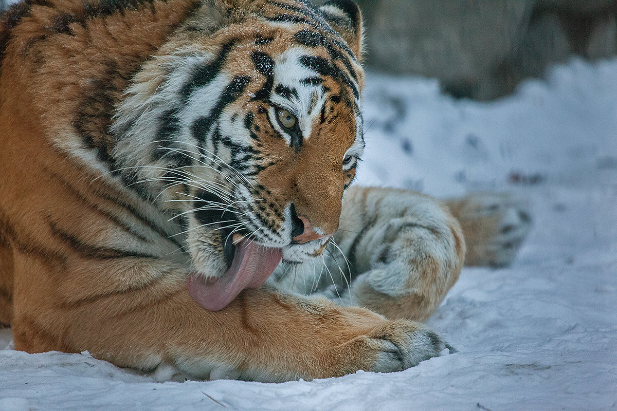 Амурский тигр - Владимир Габов