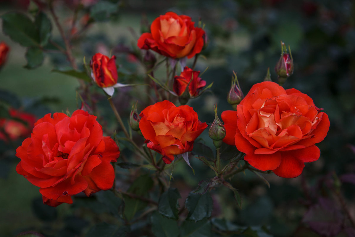 « Красные розы горели Рубиновым светом в ночи...» - Андрей Нибылица