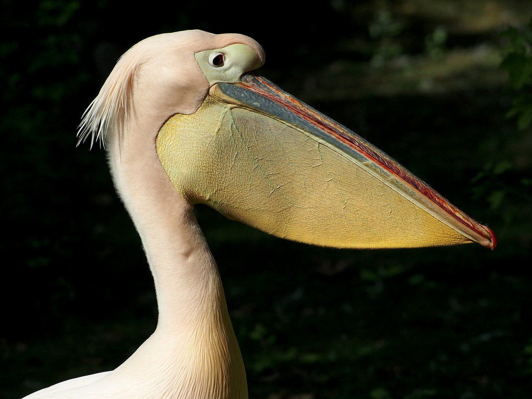 Профиль пеликана - wea *