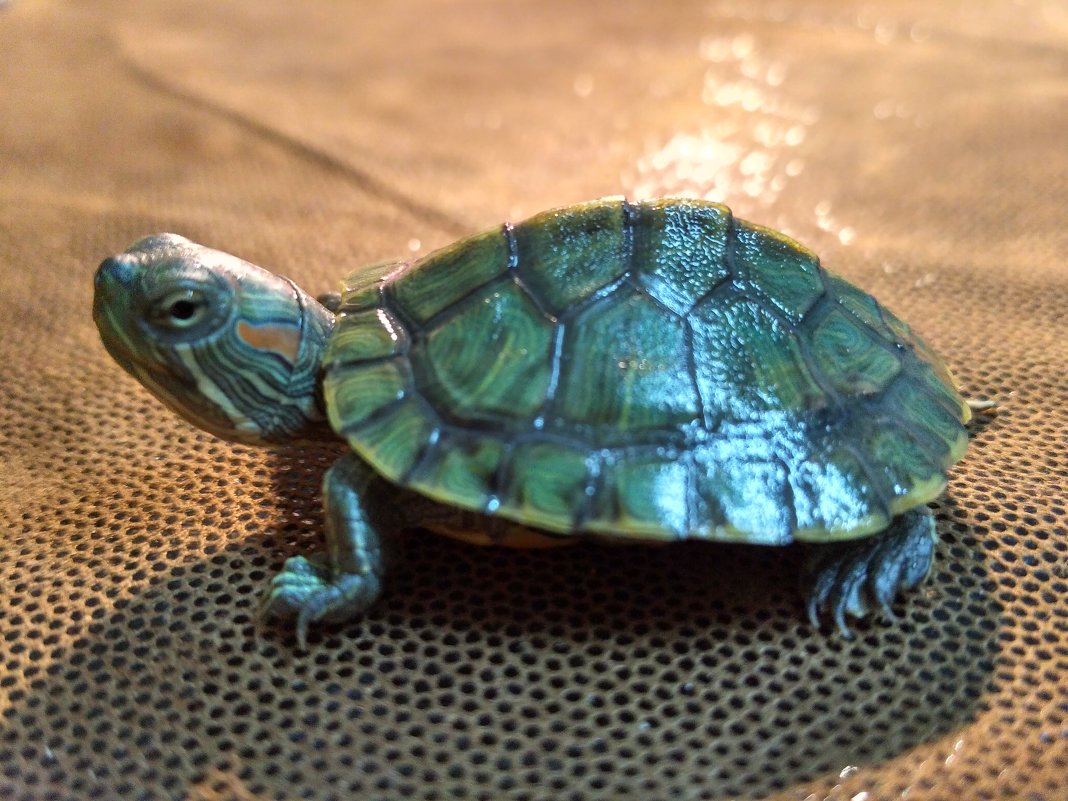 Красноухая черепаха на столе во всей красе - Анастасия Дорошенко