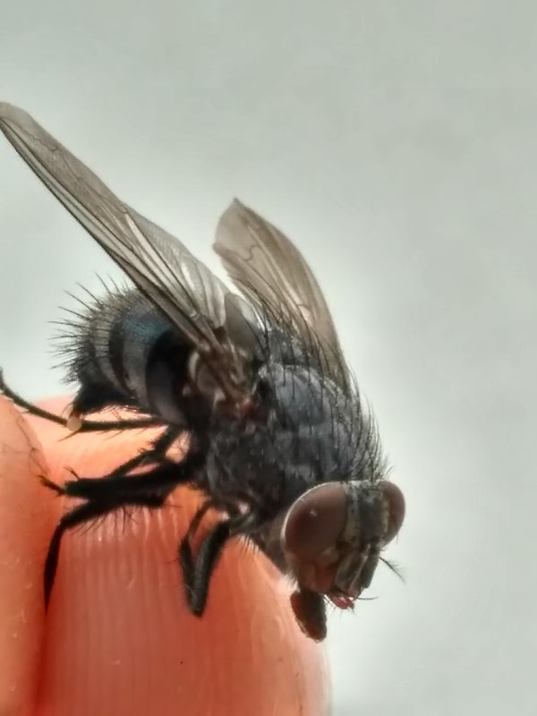 Пойманная обыкновенная муха - Анастасия Дорошенко
