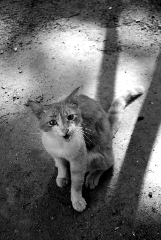 Уличная кошка - Natalia 