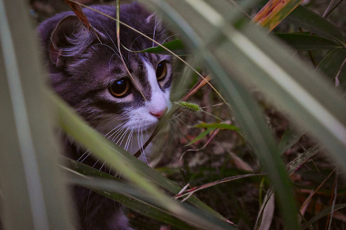 В траве сидел котенок - ...Настя ...