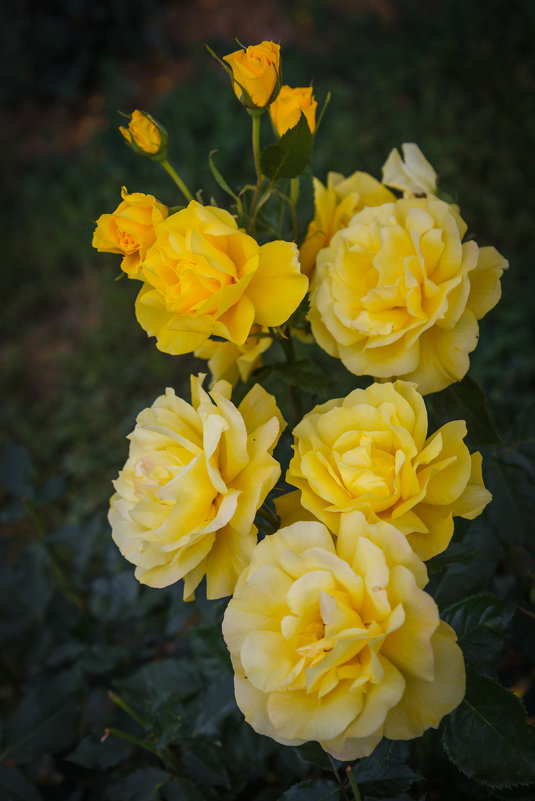 «…Его дыханье на мгновенье задержалось, На желтых розах дивной красоты….» - Андрей Нибылица