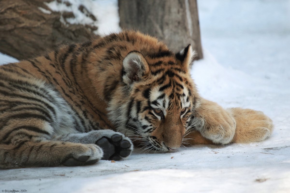 Молодой амурский тигр - Владимир Шадрин
