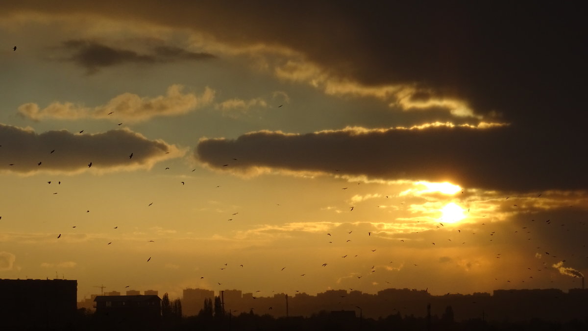 Закат и птицы над городом - татьяна 