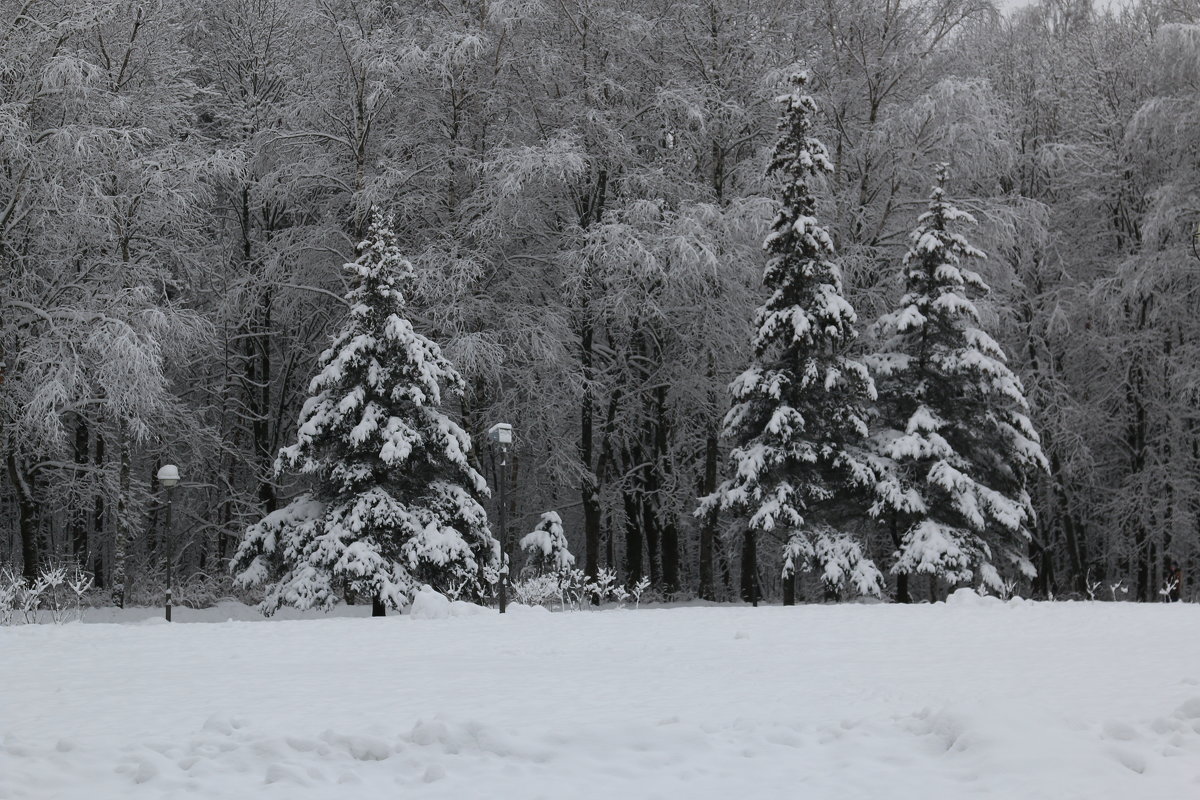 Первый снежный день - Татьяна Панчешная