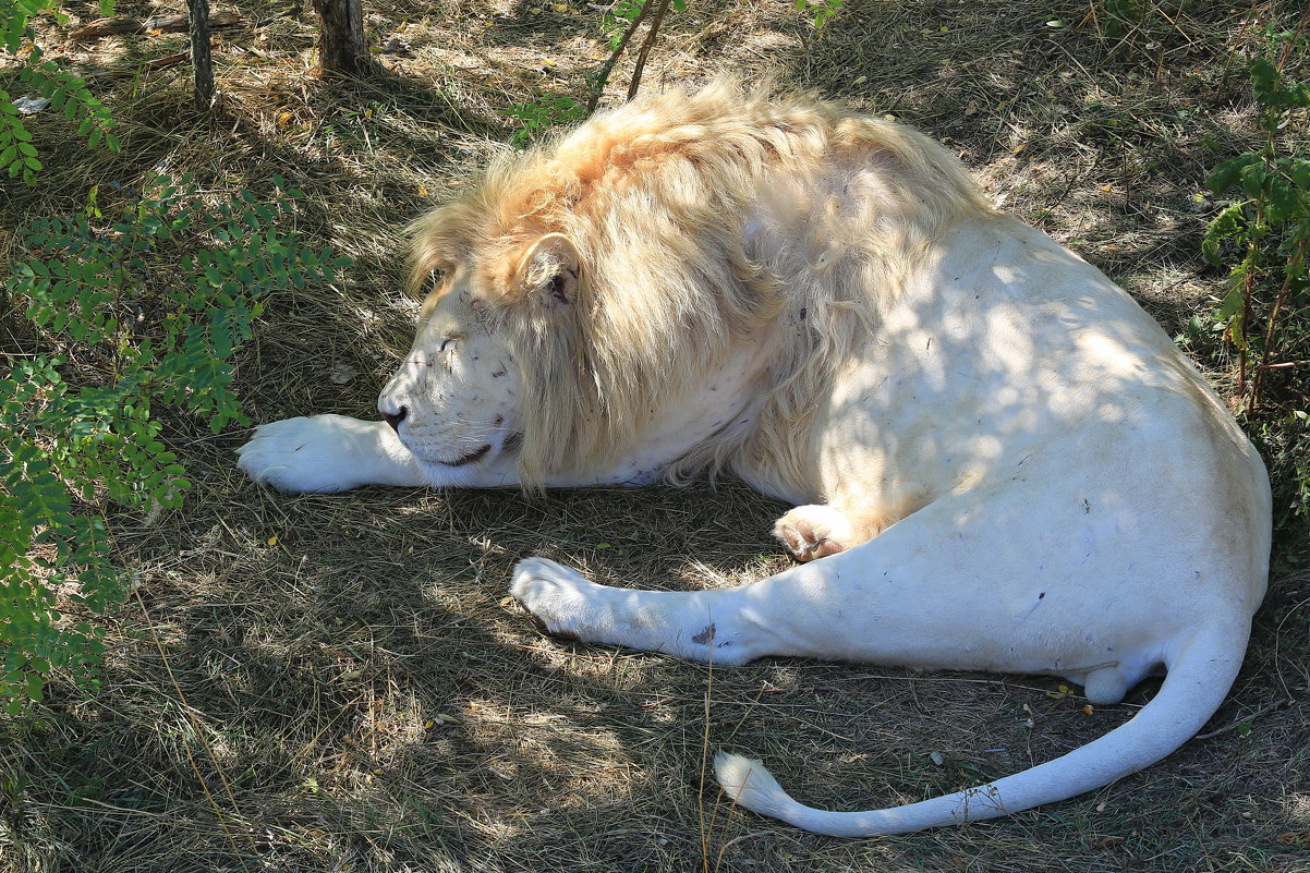 белый лев - Ninell Nikitina