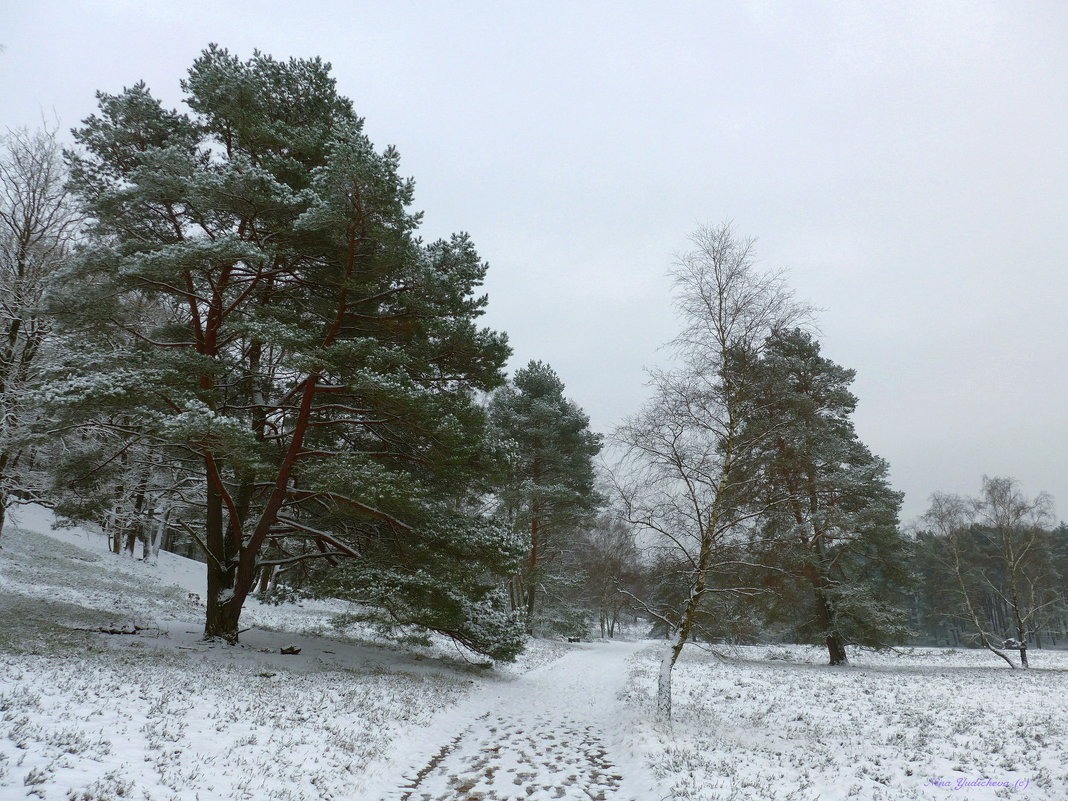 Fischbeker Heide - Nina Yudicheva