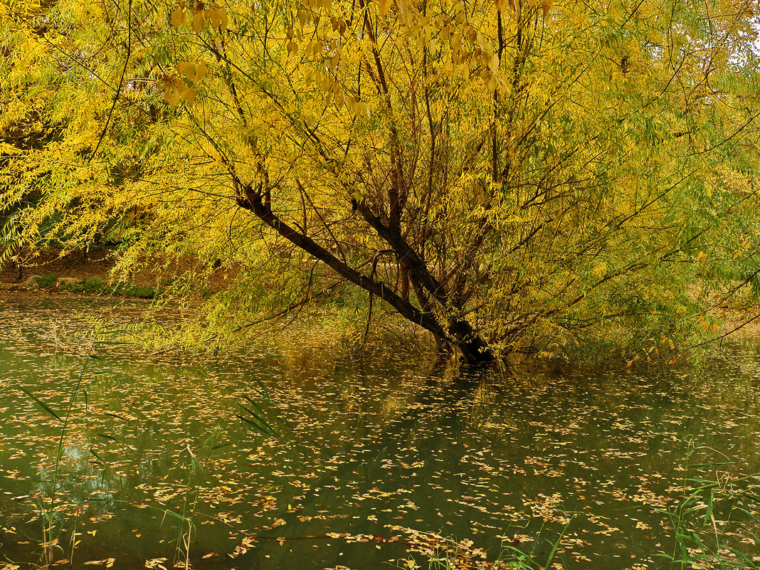 Осенний пруд - Светлана 