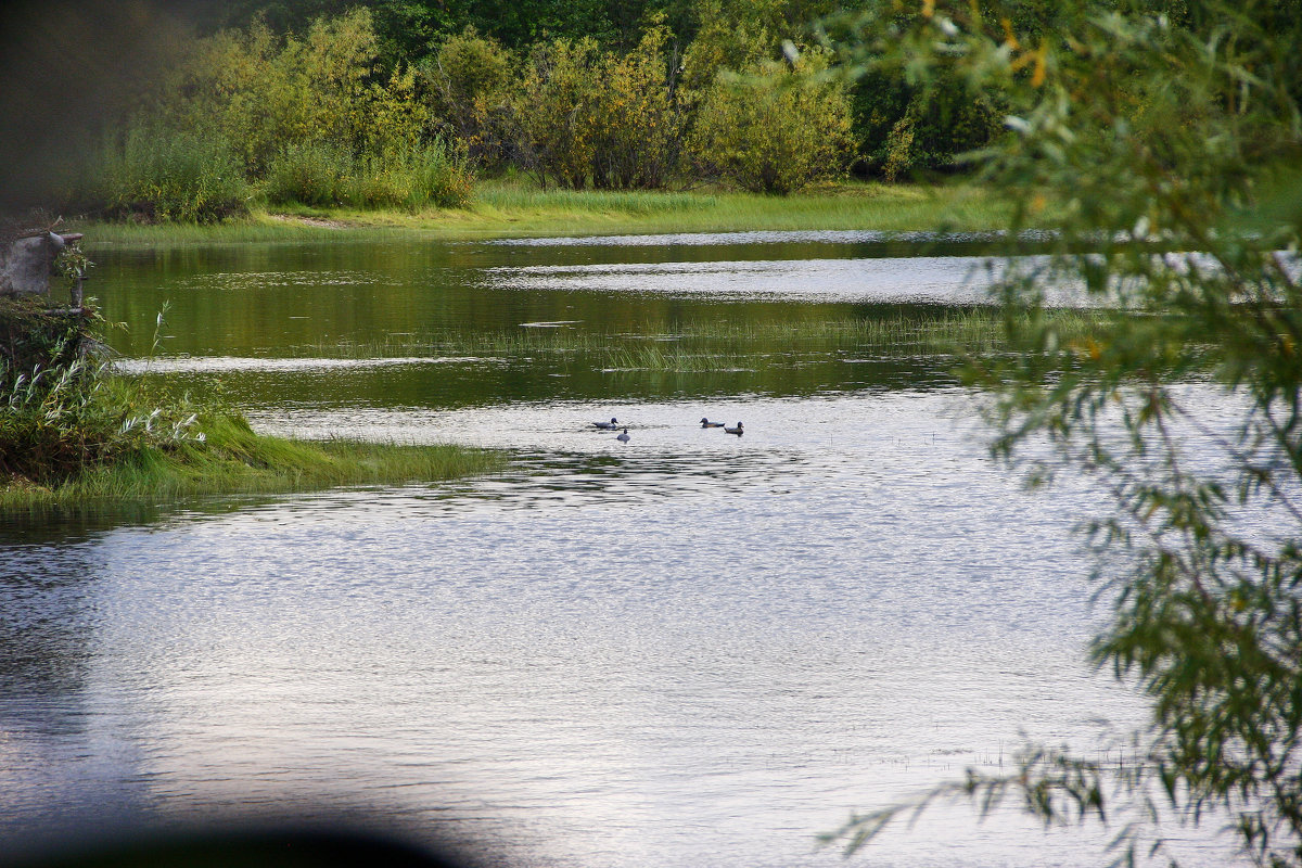 Утки на озере - Lammer Zloy
