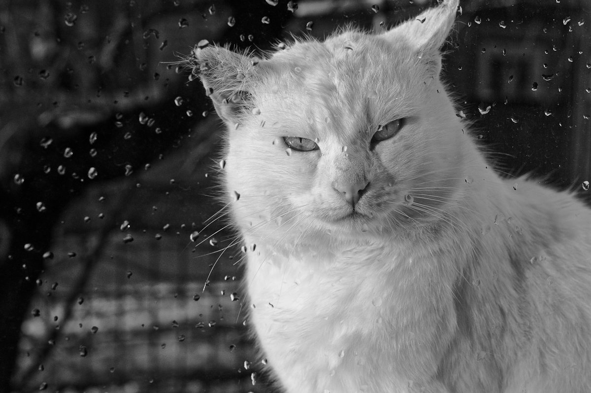 Бродячий кот за моим окном - Александр Крупский