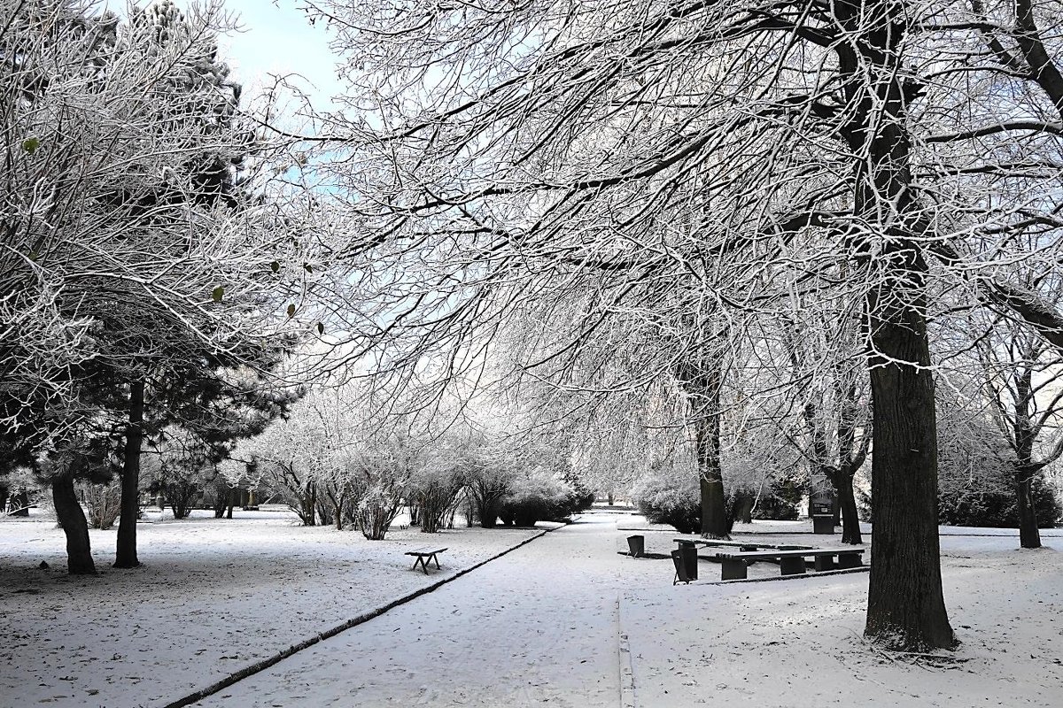 Парк острова Канта в снежном убранстве - Маргарита Батырева