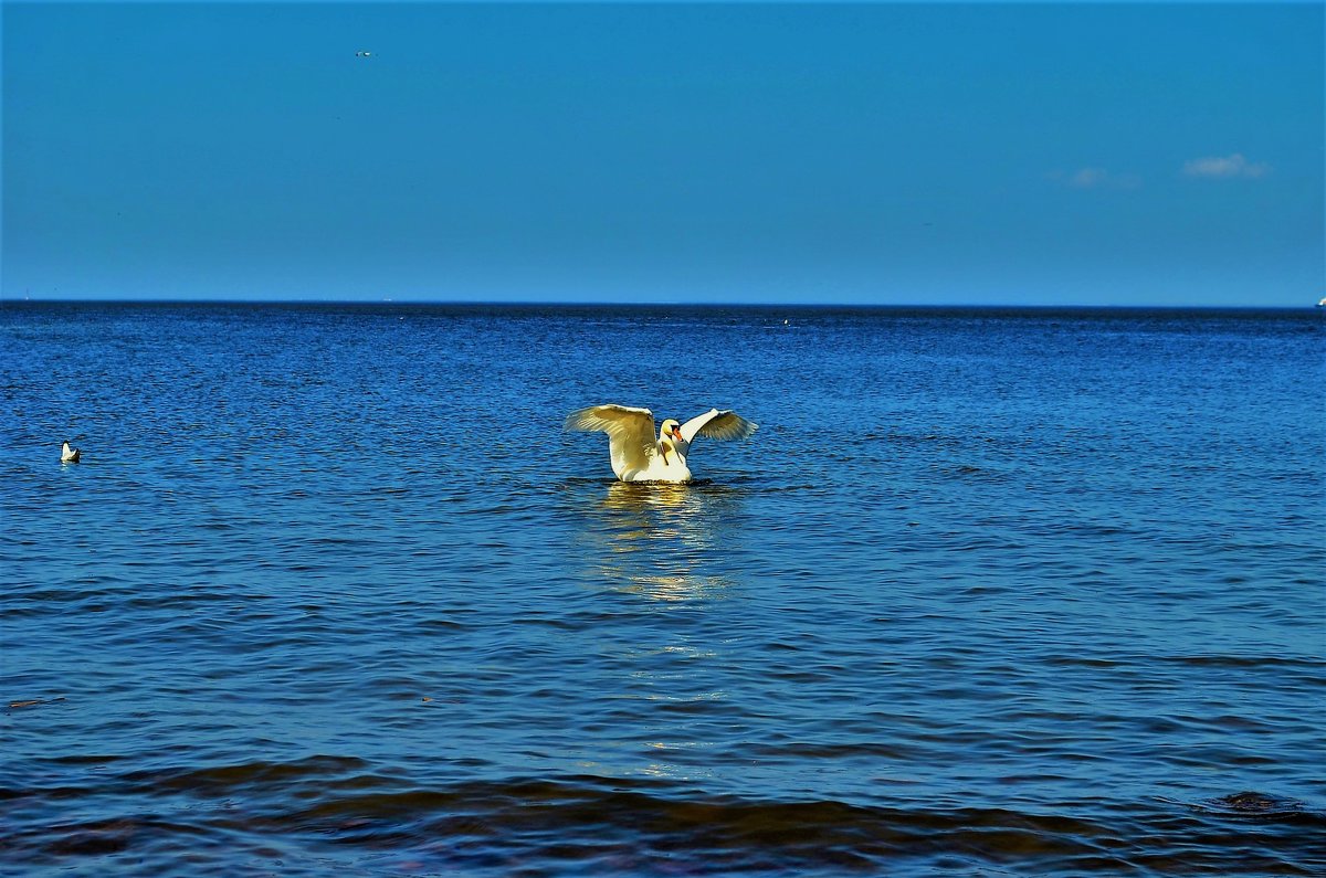 Белый лебедь на Финском заливе... - Sergey Gordoff