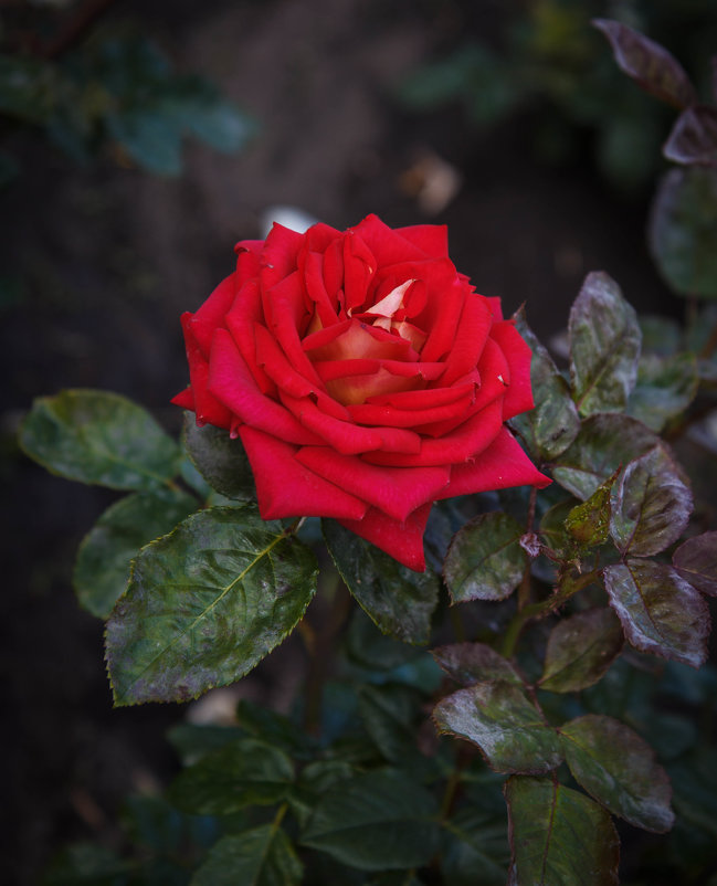 « Вот роза, всех цветов царица, Блестит румянца красотой,…» - Андрей Нибылица