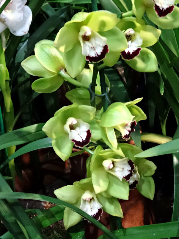 Орхидеи - Наталия Короткова