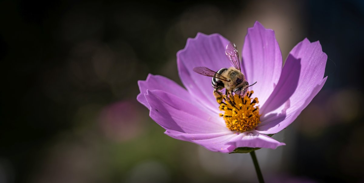 Пчела на цветке - Levon 
