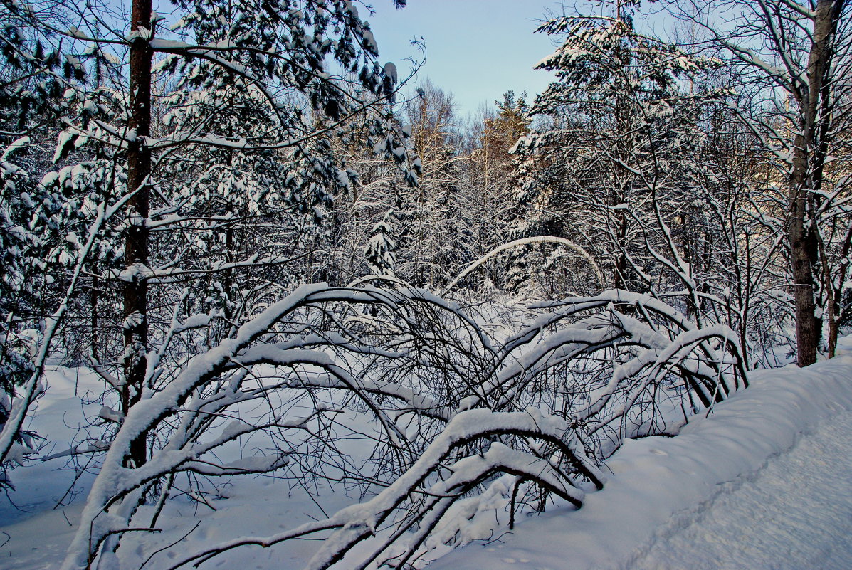 Зимний лес - Андрей K.