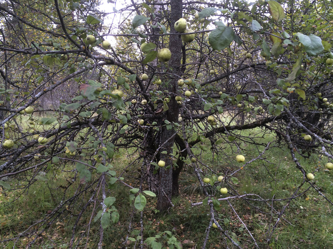 Старая яблоня - Наталья 