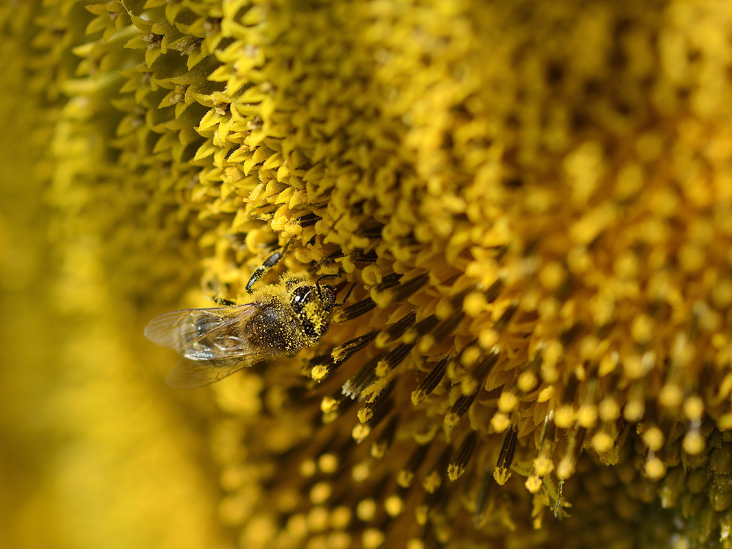 Пчела на подсолнухе - Владимир Сырых