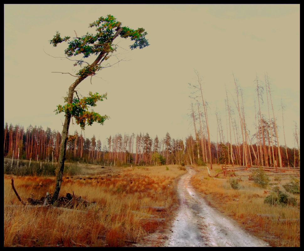 Лес после пожара-1 - Павел Попов