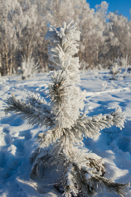 Зимний лес - Сергей Зырянов