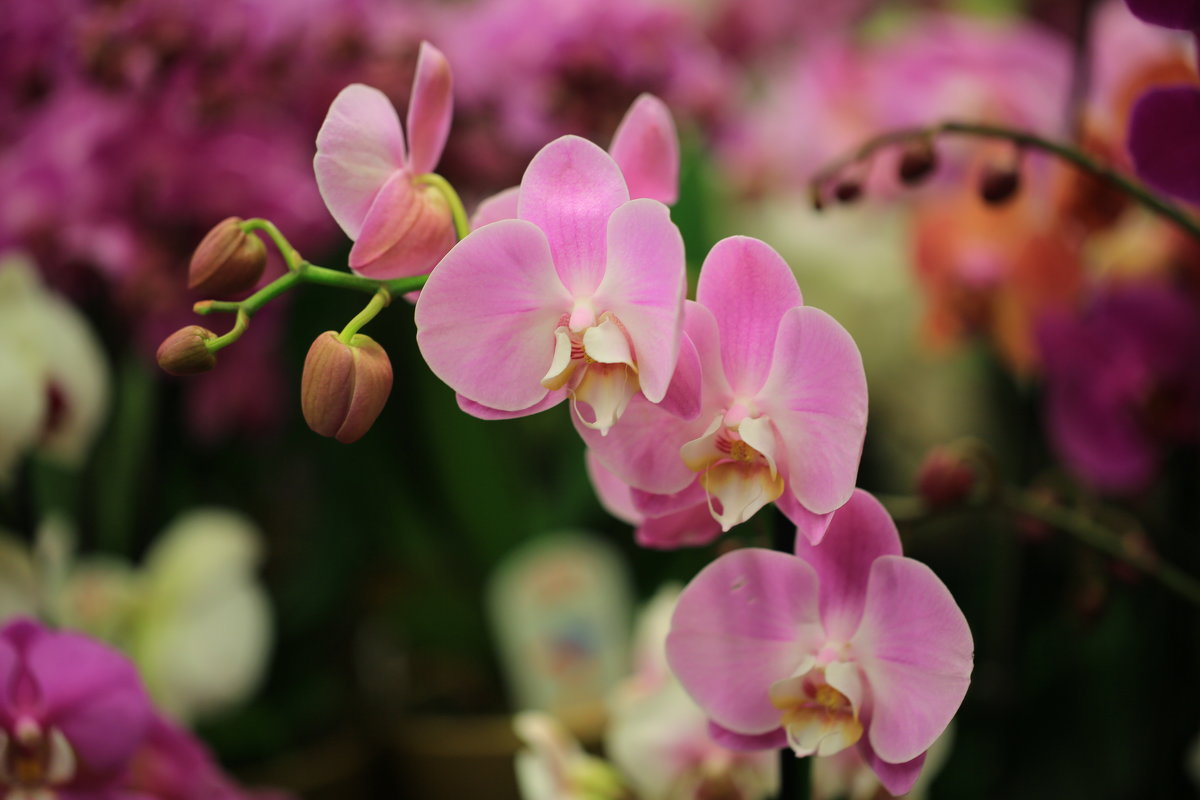 Цвет орхидеи - Ninell Nikitina