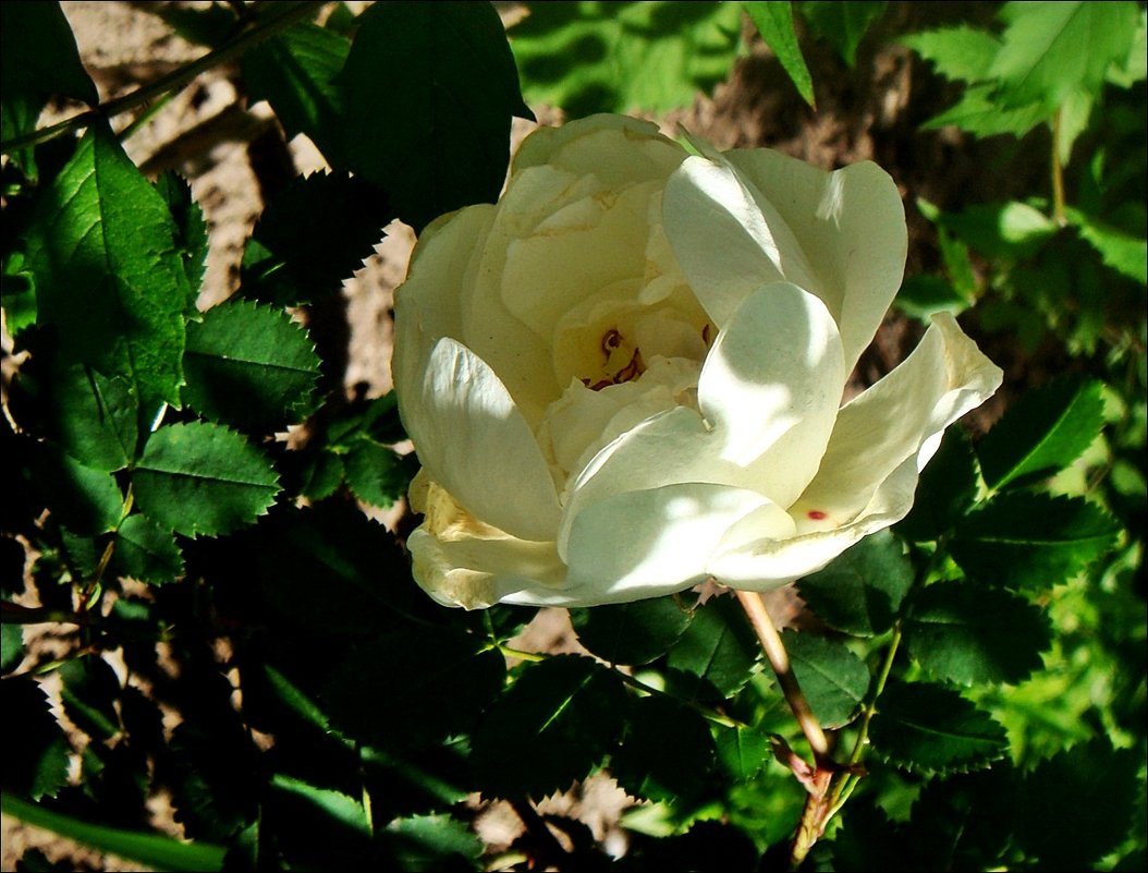 Нежная-белоснежная роза - Нина Корешкова